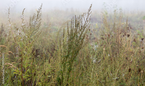 grass in the garden in the fog in the morning