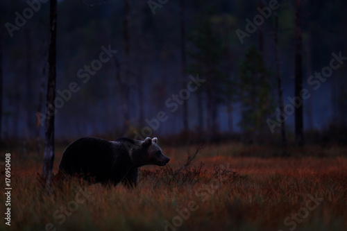 Night nature Bear hidden in forest. Autumn trees with bear. Beautiful brown bear walking around lake with fall colours. Dangerous animal, dark fog wood, meadow habitat. Wildlife habitat from Finland.