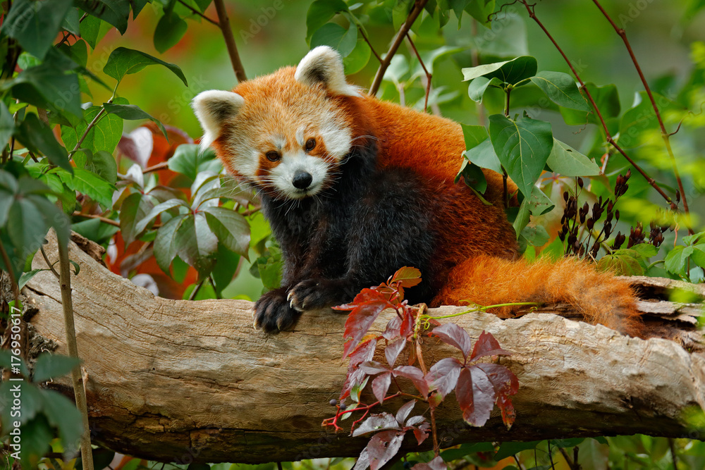 Fototapeta premium Piękna panda czerwona leżąca na drzewie z zielonymi liśćmi. Panda czerwona, Ailurus fulgens, siedlisko. Szczegółowy portret twarzy, zwierzę z Chin. Scena dzikiej przyrody z azjatyckiego lasu. Panda z natury.