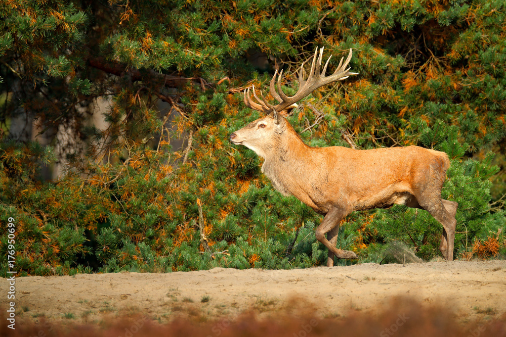 Obraz premium Red deer, rutting season, Hoge Veluwe, Netherlands. Deer stag, bellow majestic powerful adult animal outside wood, big animal in forest habitat, Wildlife scene, nature. Heath Moorland.