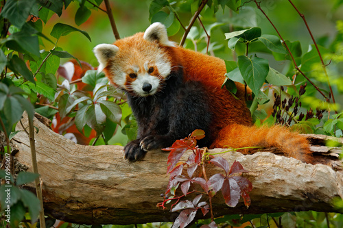 Fotografie Beautiful Red panda lying on the tree with green leaves