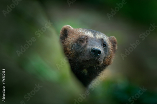 Detail portrait of wild wolverine. Face portrait of wolverine. Hidden Wolverine in Finland tajga. Animal in stone forest. Raptor in the nature. Mammal in north Europe. Dangerous animal.