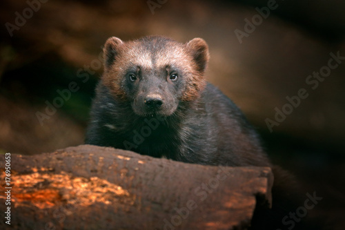 Detail portrait of wild wolverine. Face portrait of wolverine. Running tenacious Wolverine in Finland tajga. Danger animal in the forest. Raptor in the nature. Mammal in north Europe. © ondrejprosicky