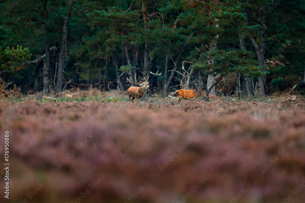 Red deer, rutting season, Hoge Veluwe, Netherlands. Deer stag, bellow majestic powerful adult animal outside wood, big animal in forest habitat, Wildlife, nature. Heath Moorland, autumn behaviour. Red deer, rutting season, Hoge Veluwe, Netherlands. Deer stag, bellow majestic powerful adult animal outside wood, big animal in forest habitat, Wildlife, nature. Heath Moorland, autumn behaviour.