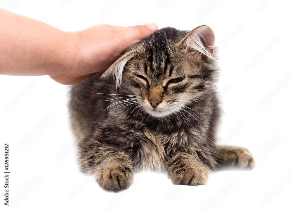 hand caressing a cat on a white background hand caressing a cat on a white background