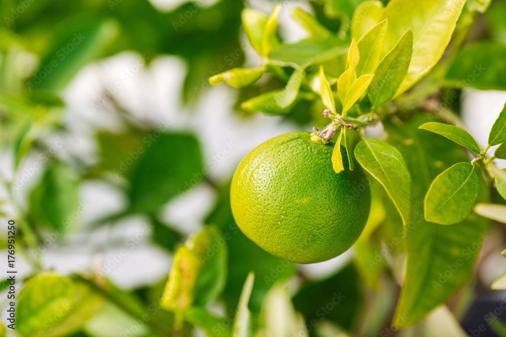 Unripe green oranges hanging on a branch Unripe green oranges hanging on a branch