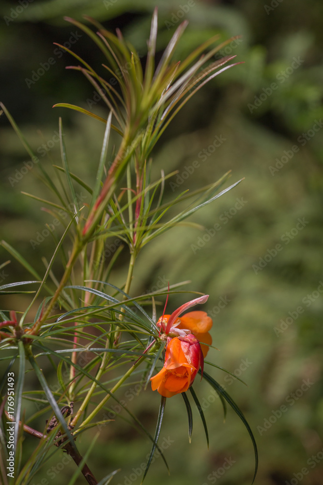 Flowering Rhododendron stenophyllum subsp. angustifolium plant