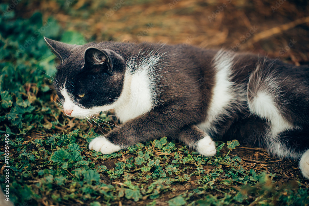 Beautiful gray and white cat lying on the grass, nature, close-up