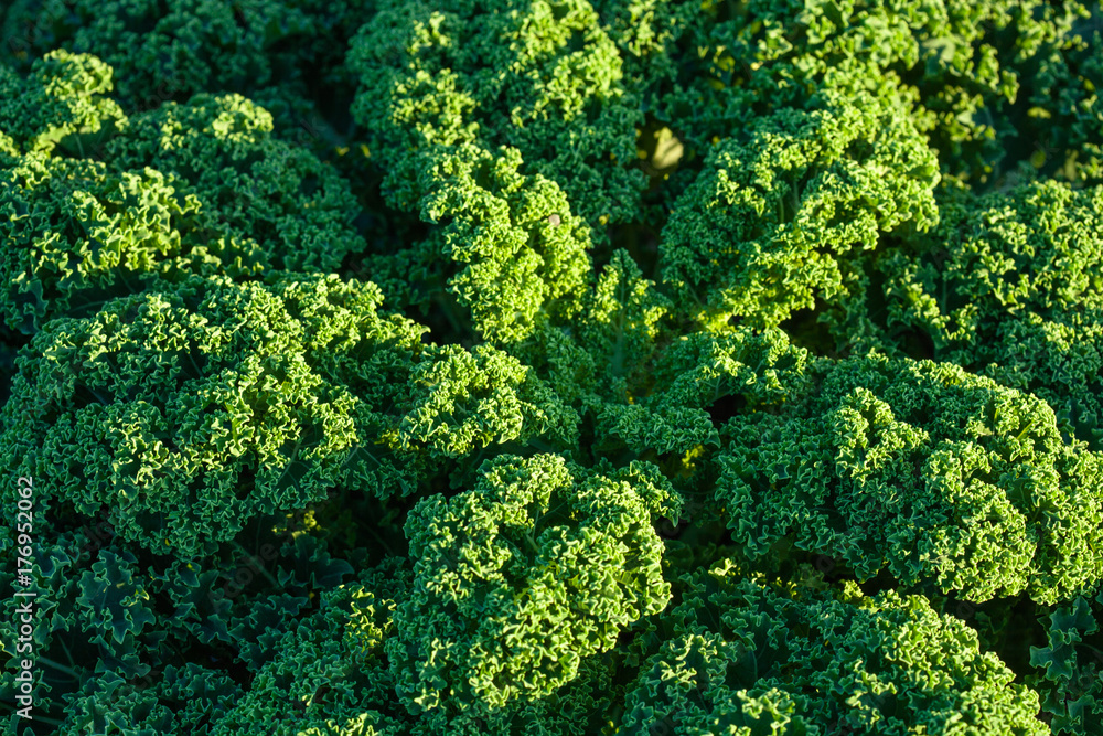 Field of Kale.