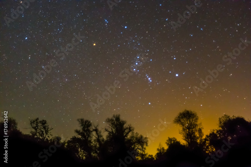 night scene, orion constellation rising over a night forest silhouette