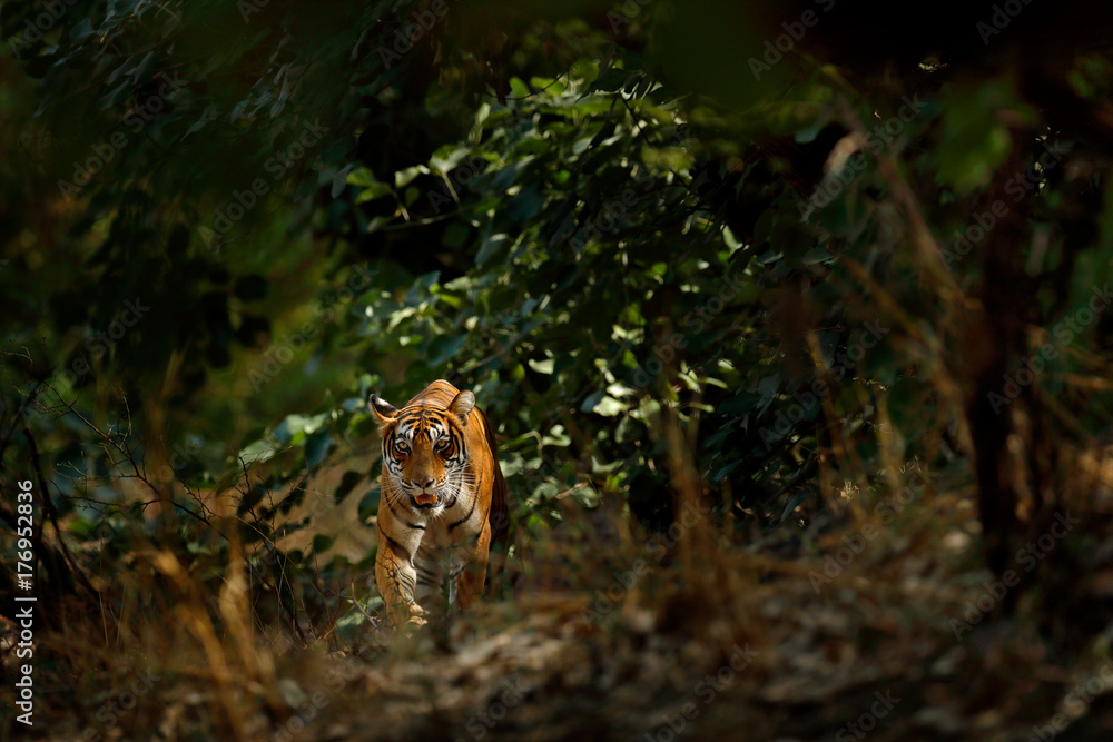 Obraz premium Indian tiger, wild animal in the nature habitat, Ranthambore, India. Big cat, endangered animal hidden in forest. End of dry season. Tiger walking in green vegetation. Wild Asia, wildlife India.