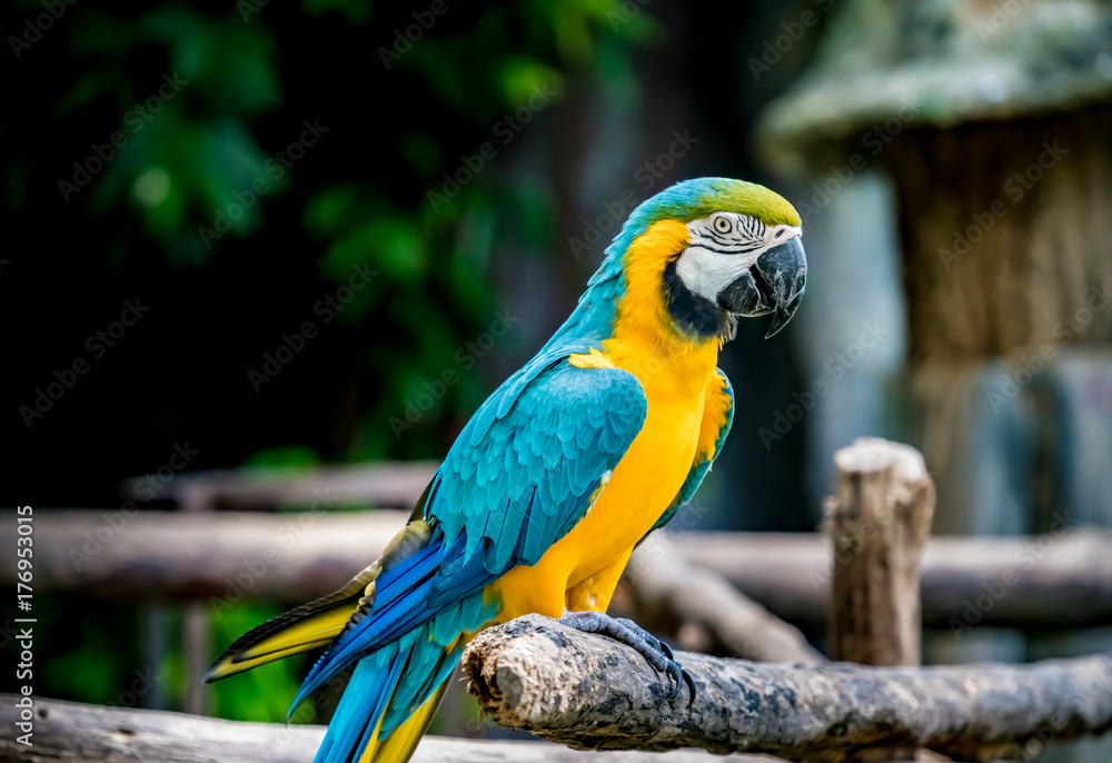 Colorful macaw on branch