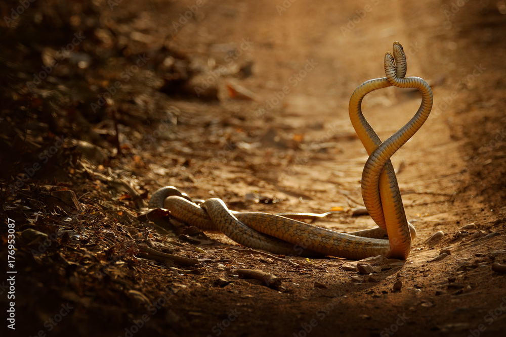 Fototapeta premium Snake fight. Indian rat snake, Ptyas mucosa. Two non-poisonous Indian snakes entwined in love dance on dusty road of Ranthambore national park, India. Snake love on gravel road. Wildlife India, Asia.
