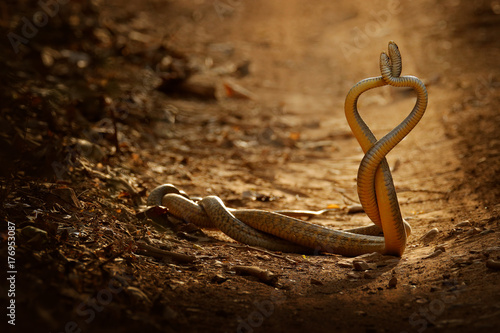 Snake fight. Indian rat snake, Ptyas mucosa. Two non-poisonous Indian snakes entwined in love dance on dusty road of Ranthambore national park, India. Snake love on gravel road. Wildlife India, Asia.