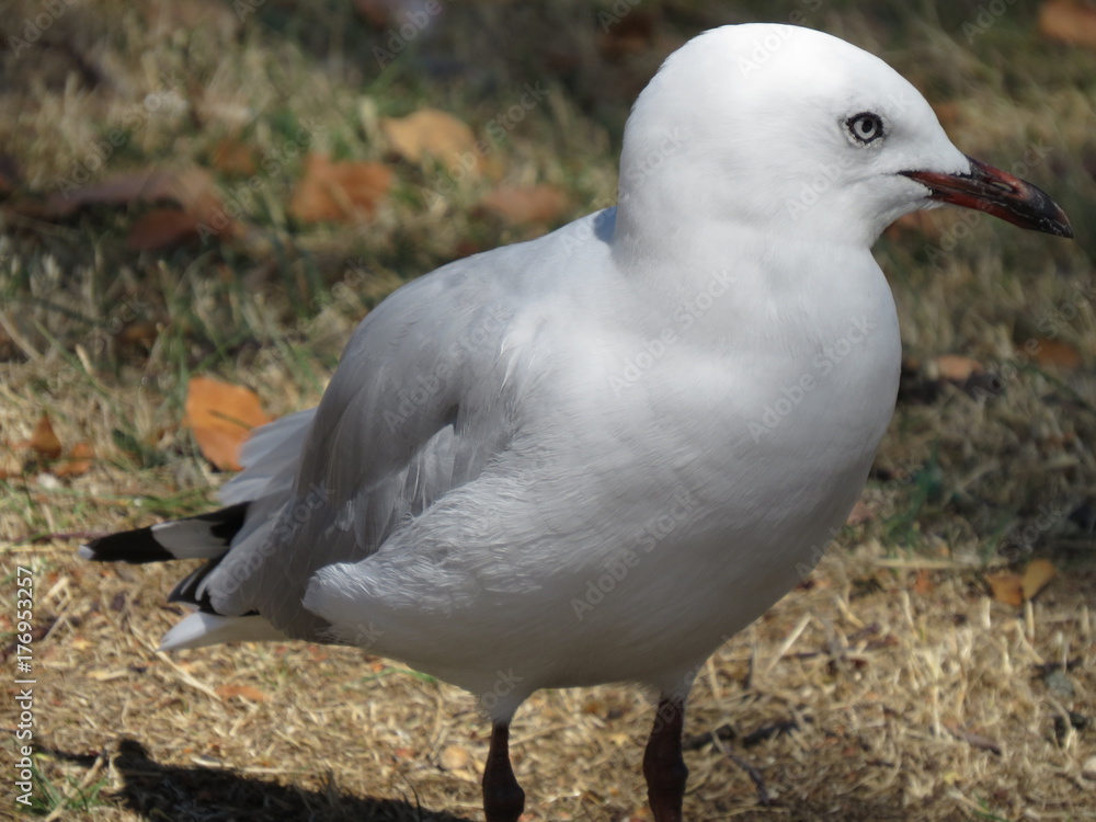 Seagull close up Seagull close up