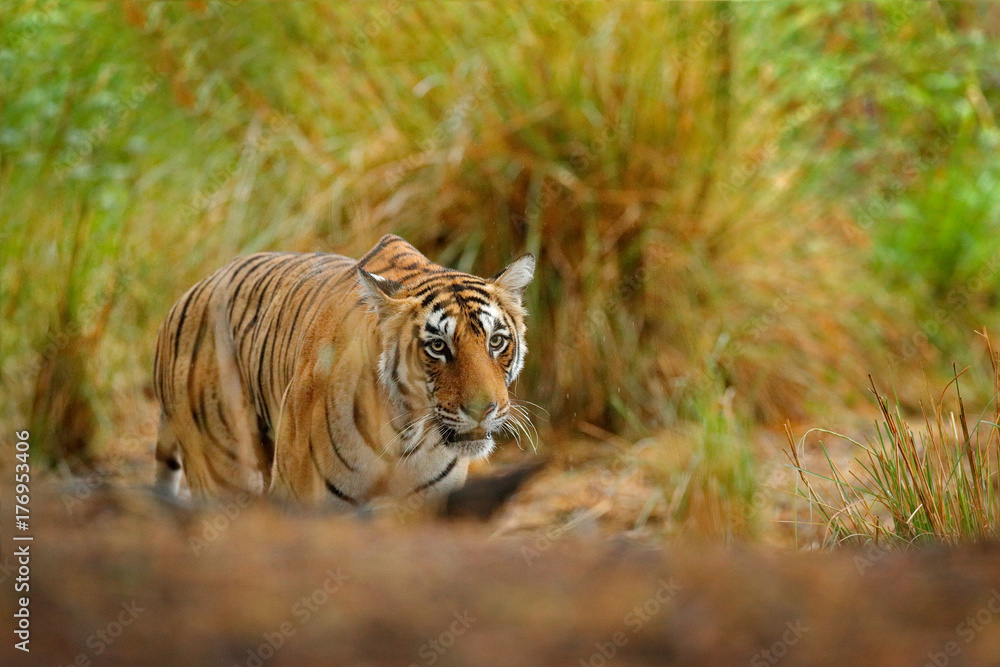 Fototapeta premium Tiger hidden in lake grass. Indian tiger with first rain, wild danger animal in the nature habitat, Ranthambore, India. Big cat, endangered animal, nice fur coat. End of dry season, monsoon.
