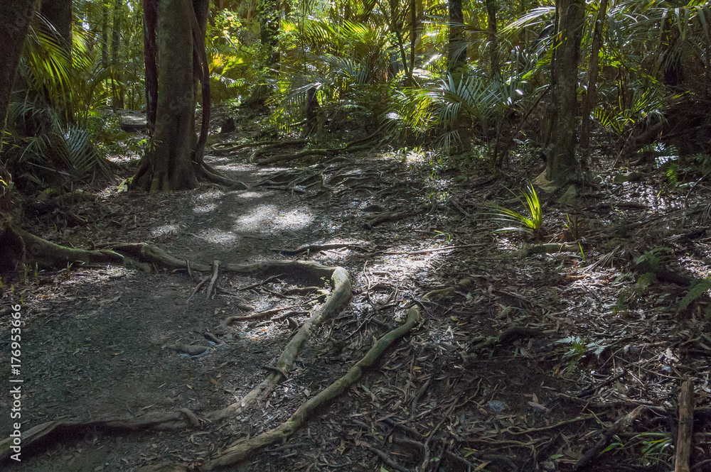 Exposed roots of trees on a hiking trail