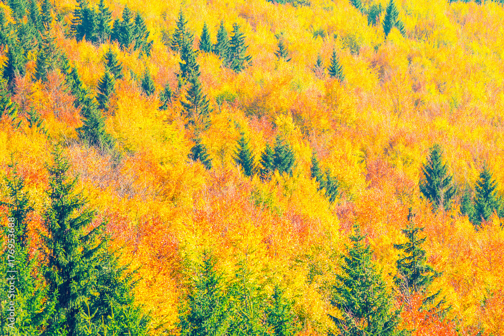 autumn forest pattern autumn forest pattern