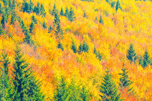 autumn forest pattern