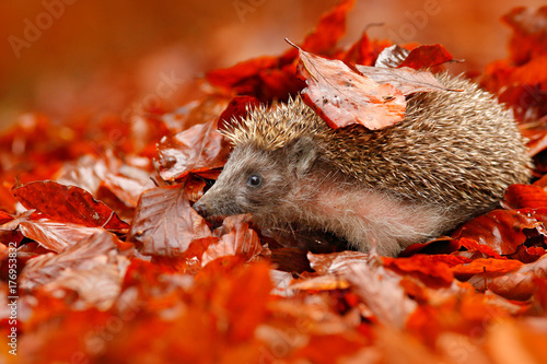 European Hedgehog, Erinaceus europaeus, on a green moss at the forest, photo with wide angle. Hedgehog in dark wood, autumn image. Cute funny animal with snipes. Autumn orange leaves with hedgehog.