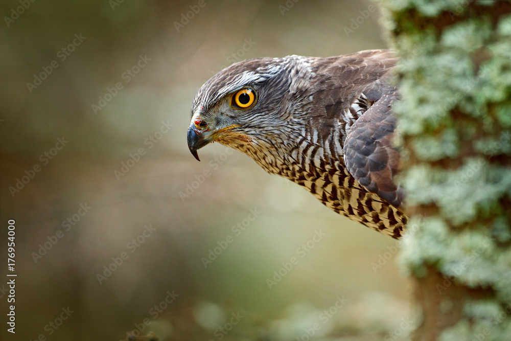 Fototapeta premium Hidden head portrait of goshawk. Detail of bird of prey Goshawk. Bird hawk sitting on the branch in the fallen larch forest during autumn. Bird goshawk hidden behind the tree trunk. Goshawk in Norway.