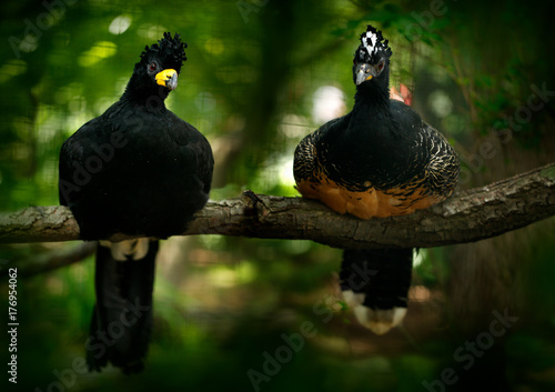 Bare-faced Curassow, Crax fasciolata, big black bird with yellew bill in the nature habitat, Barranco Alto, Pantanal, Brazil. Pair of birds, male and female. Widlife scene from tropic forest. photo