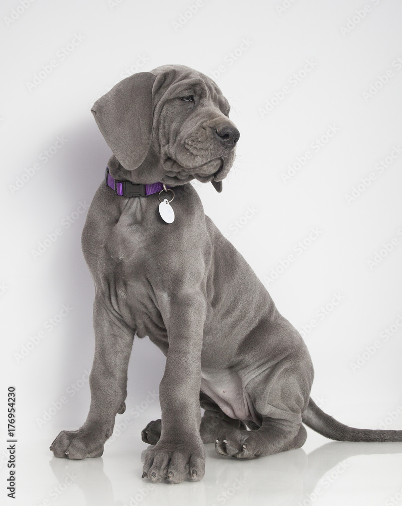 Sitting Great Dane puppy