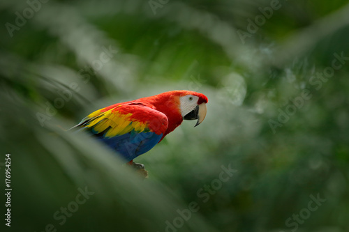 Red parrot in green vegetation. Scarlet Macaw, Ara macao, in dark green tropical forest, Costa Rica, Wildlife scene from tropic nature. Red bird in the forest. Parrot in the green jungle habitat.