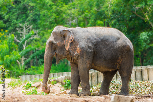 Asian elephant  Elephant is important to Thai people. In the past  they used elephants in warfare and transport. 