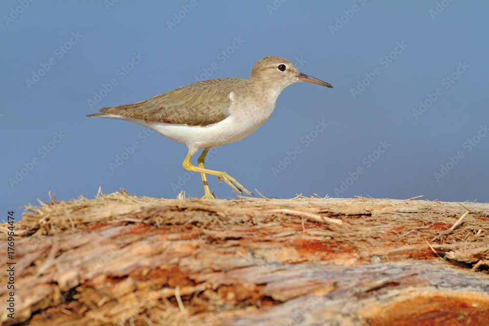 Sandpiper, Actitis macularia, sea water bird in the nature habitat. Animal on the ocean coast. White bird in the sand beach. Beautiful bird from Costa Rica. Wildlife scene from sea. Bird on tree trunk Sandpiper, Actitis macularia, sea water bird in the nature habitat. Animal on the ocean coast. White bird in the sand beach. Beautiful bird from Costa Rica. Wildlife scene from sea. Bird on tree trunk