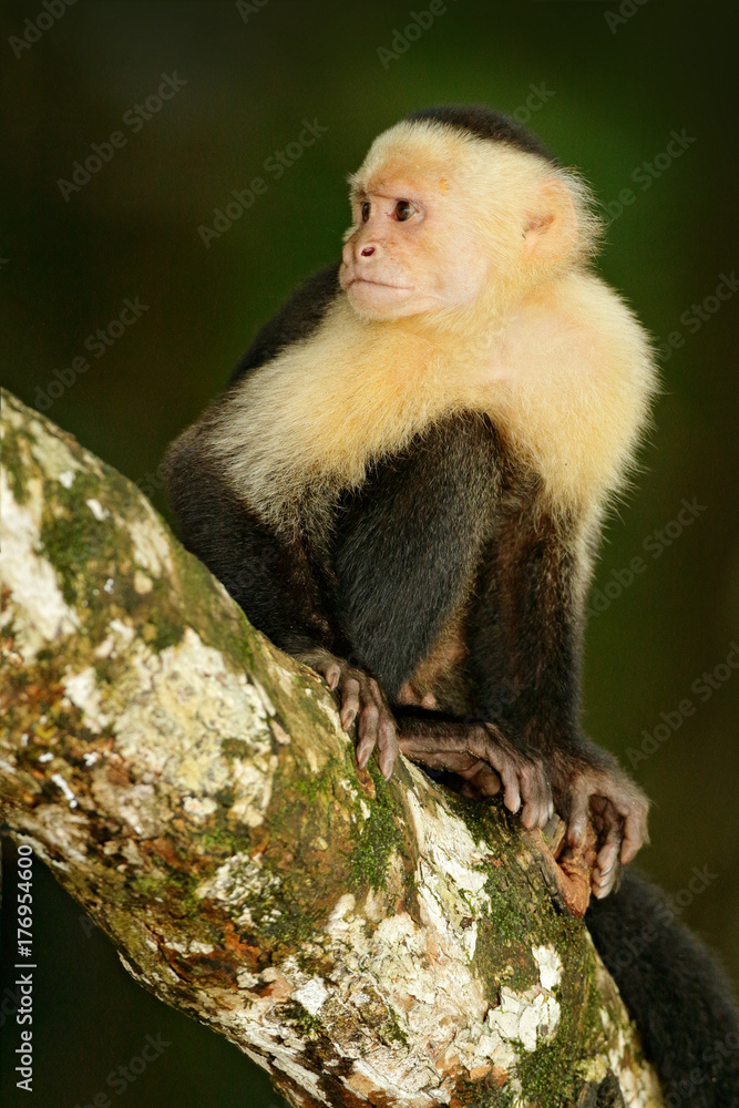 Fototapeta premium White-headed Capuchin, black monkey sitting on the tree branch in the dark tropic forest. Wildlife Costa Rica. Travel holiday in Central America. Wildlife scene from tropic jungle.