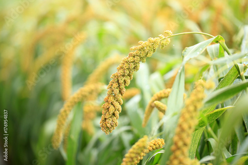 Foto foxtail millet