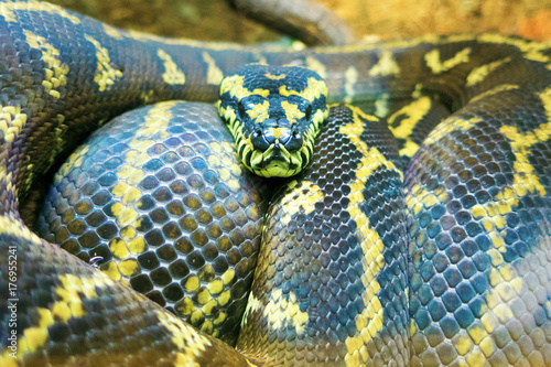 carpet python photo