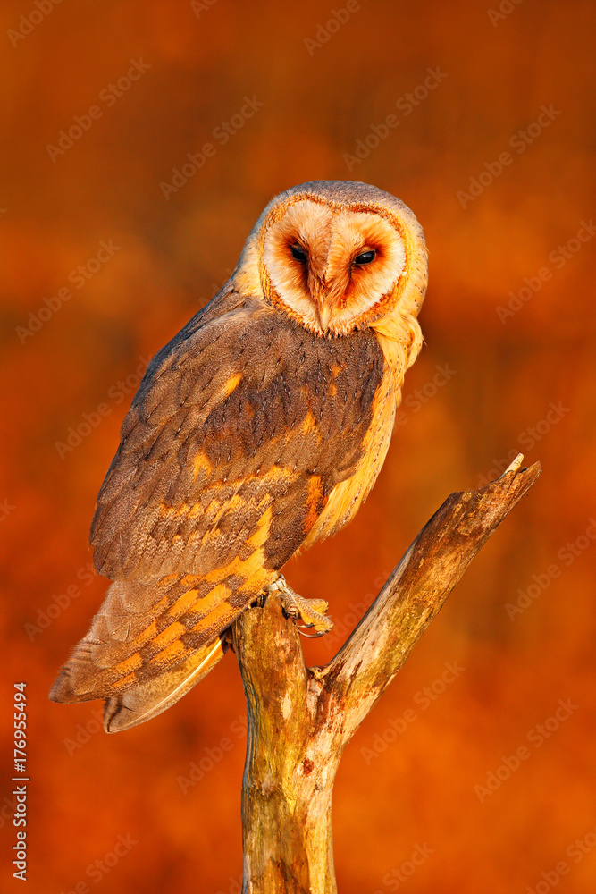Obraz premium Barn Owl in nice orange light. Autumn forest with beautiful bird. Owl, wildlife animal scene from nature. Orange leaves in wood. Fall wildlife from Poland. Autumn evening with owl. Evening sunset.
