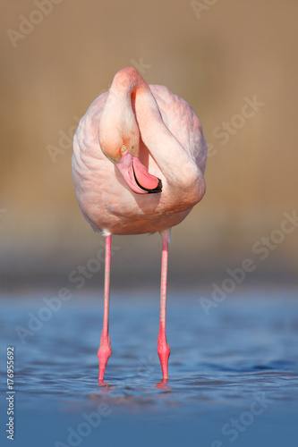 Pink big bird Greater Flamingo, Phoenicopterus ruber, in the water, Camargue, France. Flamingo cleaning plumage. Wildlife animal scene from nature. Flamingo in nature habitat.