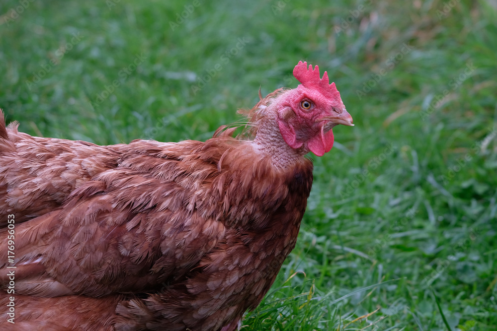 Brown feathered chicken roaming freely on grass