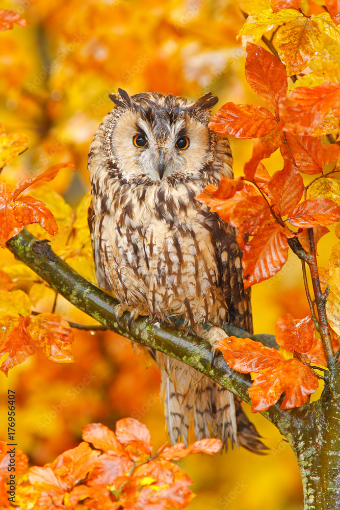 Fototapeta premium Bird in orange forest, yellow leaves. Long-eared Owl with orange oak leaves during autumn. Wildlife scene fro nature, Sweden. Animal in fall habitat. Orange oak leaves with beautiful bird.