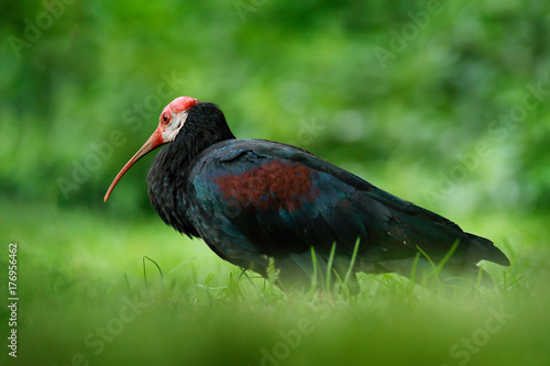 Southern bald ibis, Geronticus calvus, exotic bird in the nature habitat, bird in the green grass, during sunset, Marocco. Rare bird in the dark grass in Africa. Black ibis in vegetation, Uganda.