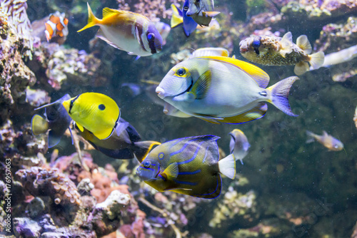 Colorful underwater world with corals and tropical fishes © Delphotostock