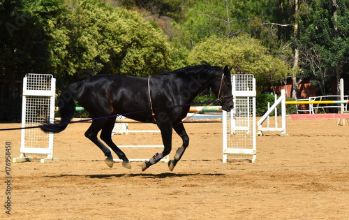 Galloping horse during training