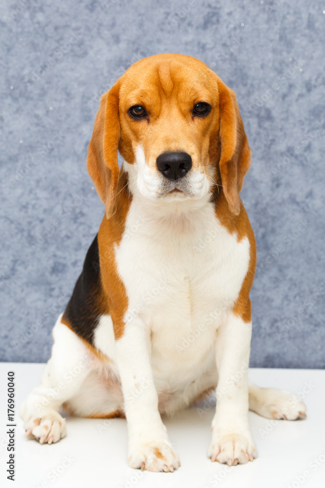 Beagle hound dog