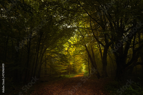 footpath through the dark autumn forest to the light, seasonal landscape with copy space or as a nature background