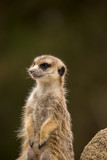 Single Meerkat Checking the Area, Selective Focus, Africa