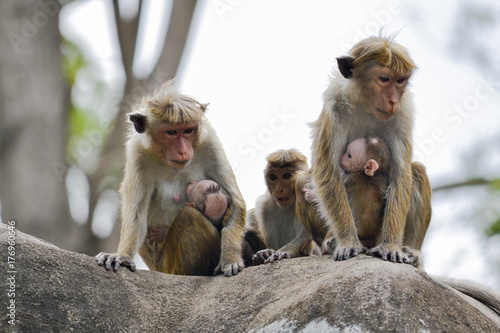 Canvas Print monkey with her baby