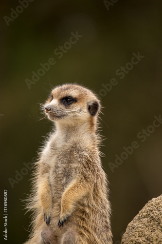 Single Meerkat Checking the Area, Selective Focus, Africa © wagner_md