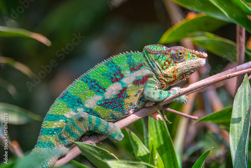 Profile view of a colorful chameleon on a branch