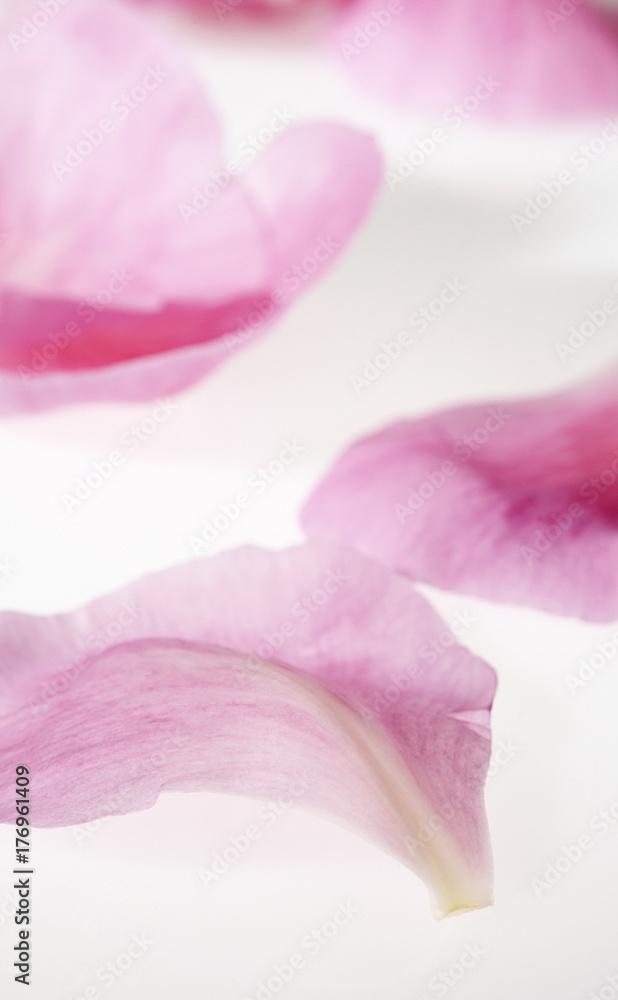 flor peonia aislada
