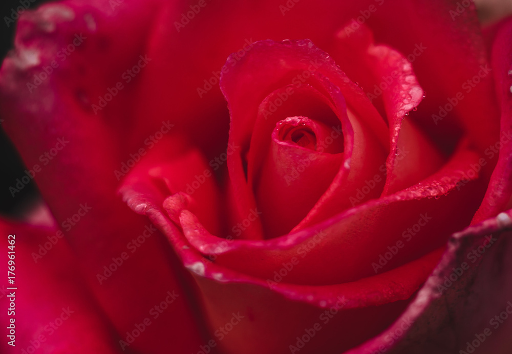 a red rose bud