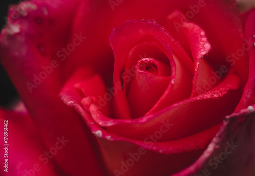 Fototapeta Naklejka Na Ścianę i Meble -  a red rose bud