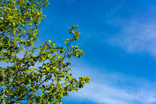 Green trees against the blue sky